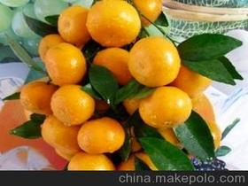 柑橘有机肥价格 柑橘有机肥批发 柑橘有机肥厂家